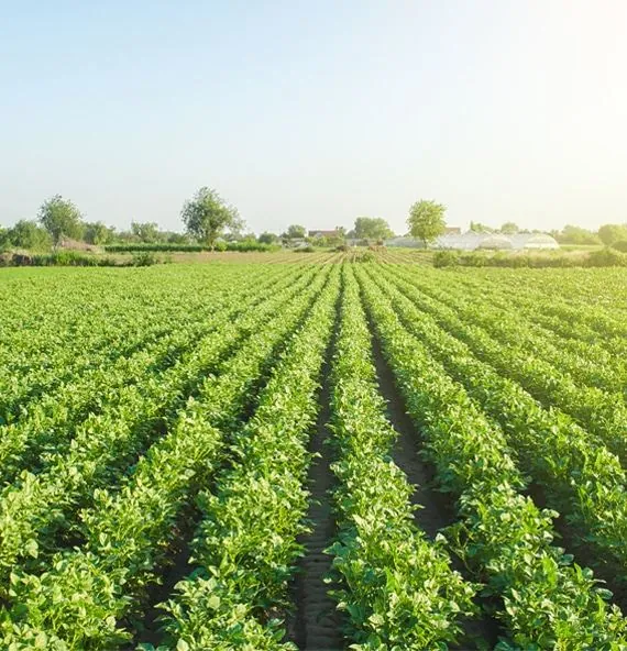Agroindústria